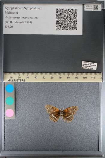 Media type: image;   Entomology 195259